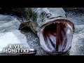 Download Lagu River Monsters Full Episode - Season 2, Episode 1 - Killer Snakehead