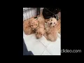 Cavapoo puppies for adoption