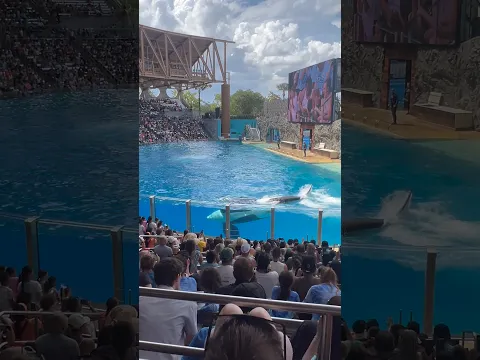 VI uma BALEIA nos ESTADOS UNIDOS 😱🇺🇸 (Seaworld)