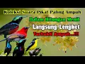 Download Lagu suara pikat semua jenis burung kecil super ampuh
