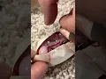 Download Lagu This Snake was Not Supposed to be in this Egg 😳 #shorts