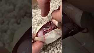 This Snake Was Not Supposed To Be In This Egg Shorts 