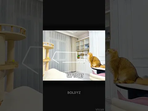 Cat Makes World Record Jump 🐈🎉 #shorts #cat #catfunny #vivanlodha #vivvzn #vivanlodha #vivvzn