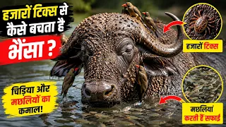 हजारों खून चूसने वाले टिक्स से कैसे बचता है भैंसा? | Oxpecker Bird & Fish Amazing Teamwork