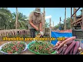 Download Lagu Alhamdulillah panen Perdana cabe rawit di lahan baru
