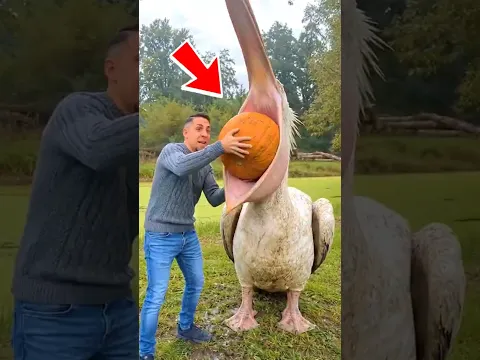 3 Animals That Never Stop Growing 😲 #shorts #wildlife #nature #facts #animals #nuralomOfficial