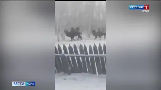 Верблюды сбежали из села Яман Крутинского района