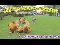 Download Lagu Lagu Ayamku (karaoke) Instrument | Cipt. AT. Mahmud ❤ Chicken Song