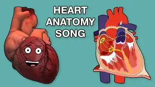 heart anatomy song