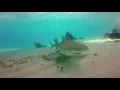 Friendly Little Lemon Shark