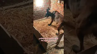 The Dog Is Giving Birth And You Don T Know What To Do A Malinois Dog Gives Birth On Mahmoud 