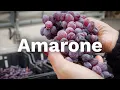 Download Lagu How AMARONE is made - Albino Armani 1607
