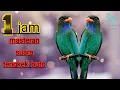 Download Lagu MP3 1JAM SUARA TENGKEK BUTO