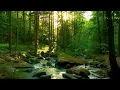 Download Lagu Het geluid van een rivier met prachtig zonlicht door de bomen in de schemering [studie, slaap, ASMR]