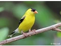Download Lagu Suara Ocehan Burung GOLDFINCH Untuk Masteran Durasi Panjang