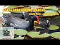 suara anak burung mandar//suara pikat jantan dan betina