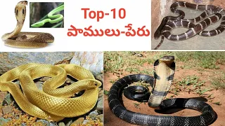 Download పాముల పేర్లు | Top-10 పాముల పేర్లు తెలుగులో | Top-10 snake names in telugu | How to identify snakes MP3