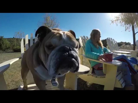 Sheep Dung Anderson Valley - YouTube thumbnail