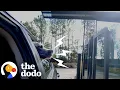 Download Lagu Vocal Pittie Makes A Different Sound For Every Place He Goes | The Dodo