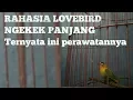 Download Lagu MEMBONGKAR RAHASIA LOVEBIRD NGEKEK PANJANG SAMPAI MENITAN