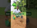 How We Plant Trees That Thrive Step by Step Tree Plantation Guide