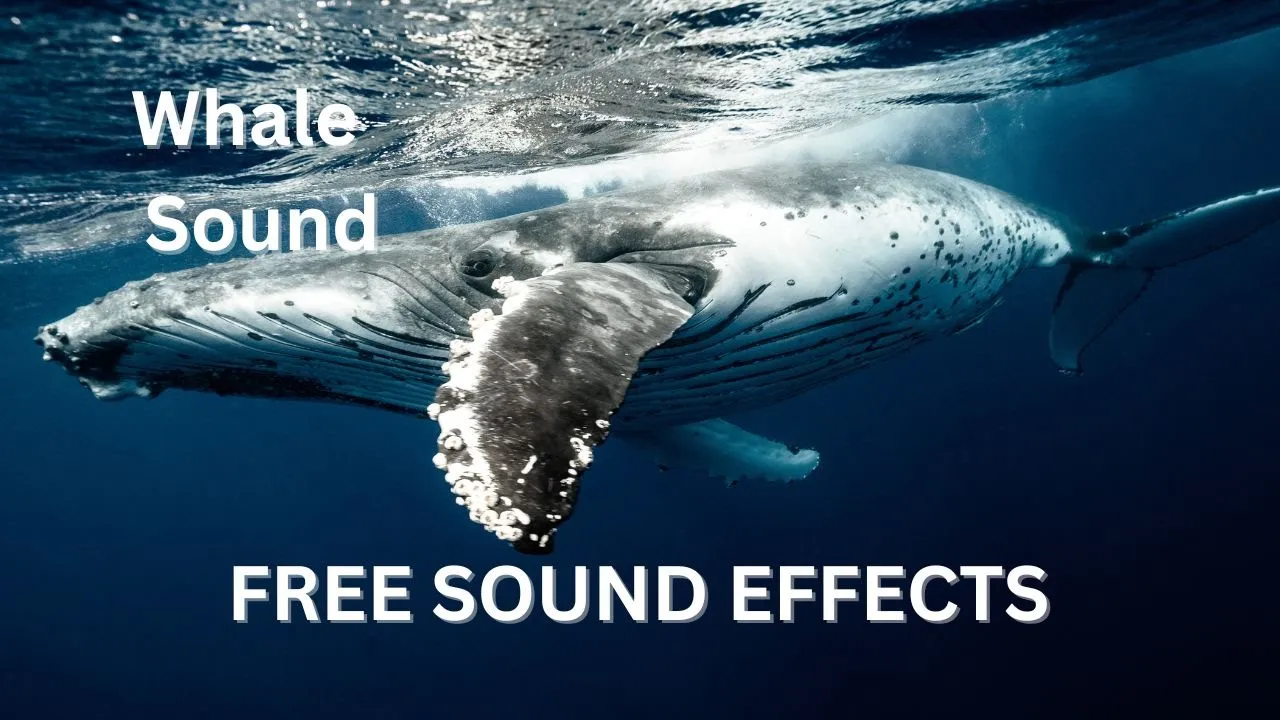 How does a whale sound? | whale censor sound effect | whale bleep sound effect