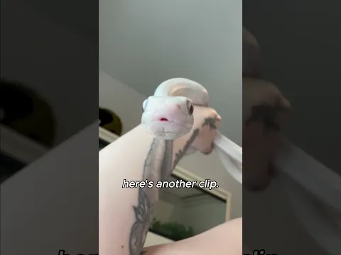 Is Tofu Big and Scary Yet? #snake #pets #animals #reptiles #cuteanimals