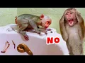 Download Lagu It's unbelievable, baby monkey Laka acts like that.