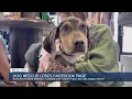 Dog rescue banned from Facebook after being falsely reported for nudity selling animal parts