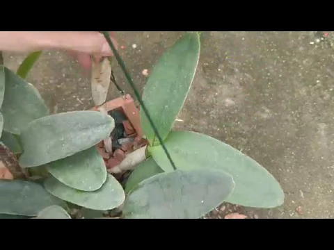 93 MUDANDO UMA ORQUÍDEA DO VASO PLÁSTICO PARA UM CACHEPÔ