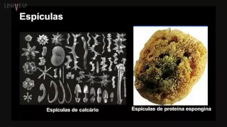 Zoologia de Invertebrados - Aula 03 - Filo Porífera