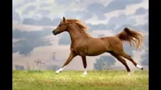 عاصي الحلاني   خيل العرب                                 دندنها