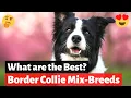What are the Best Border Collie Mix-Breeds Which one should you get