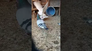 شاهد كيف يتم التزاوج عند الحمام 