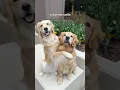 Download Lagu I think my dogs understand English!