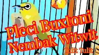 Download Pleci Buxtoni Nembak Witwit Tulit Tulit MP3