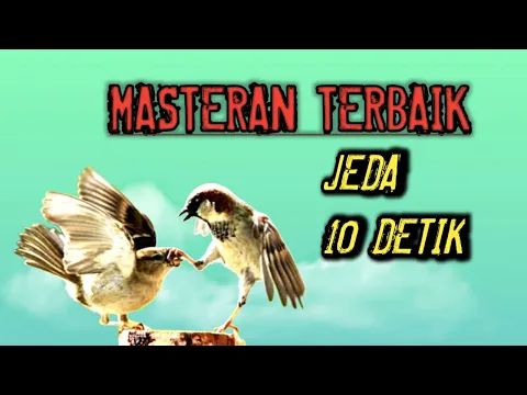 Download MP3 MASTERAN GEREJA TARUNG TERBAIK JEDA 10 DETIK SUARA JERNIH #gerejatarung #burunggereja #masteran