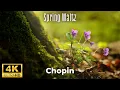 Download Lagu Spring Waltz (Mariage d'Amour) Chopin 4K