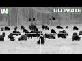 Download Lagu Landmand jager verdens mest ødelæggende skadedyr
