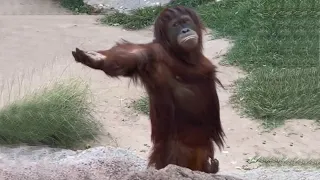 laugh a lot with the funny moments of monkeys funniest animals video