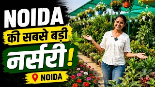 Noida की Maati Plant Nursery में 500+ Varieties of Indoor Plants!