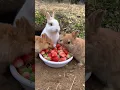 Download Lagu Een groep konijnen eet aardbeien en is schattig.  Konijnen.  Kleine schattige huisdieren op het pla