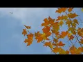 How Do Leaves Know When It s Time To Change Colors
