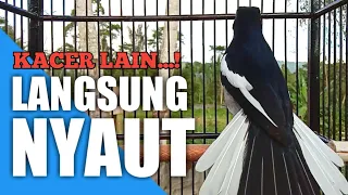 suara pancingan burung kacer agar cepat bunyi dan gacor kicauan kacer ampuh