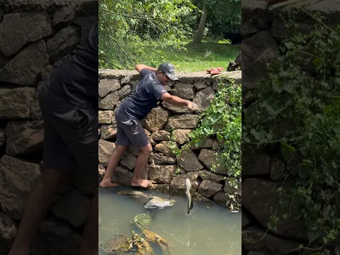 വെട്ട് ചൂണ്ട ഇട്ടപ്പോൾ കിട്ടിയ മീൻ കണ്ടോ..😱🙆♂️ | Traditional Fishing Videos | Village Fishing |