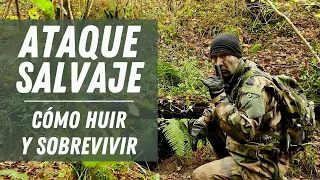 Sobrevivir a un ataque... Fuga, búsqueda, evasión. Cómo desaparecer.