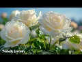Download Lagu The most beautiful melodies in the world🌺Music that never gets boring🌿Sergey Grischuk #2