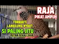Lagu Suara Tekukur Gacor Terbaru 2025 Cocok Untuk Pancingan Dan Pikat | SUARA TEKUKUR ALAM