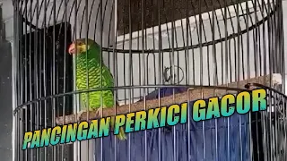 burung perkici gacor pancingan perkici pantai