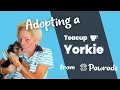 Adopting a Yorkie Puppy on Pawrade com A Puppy Parent s Review
